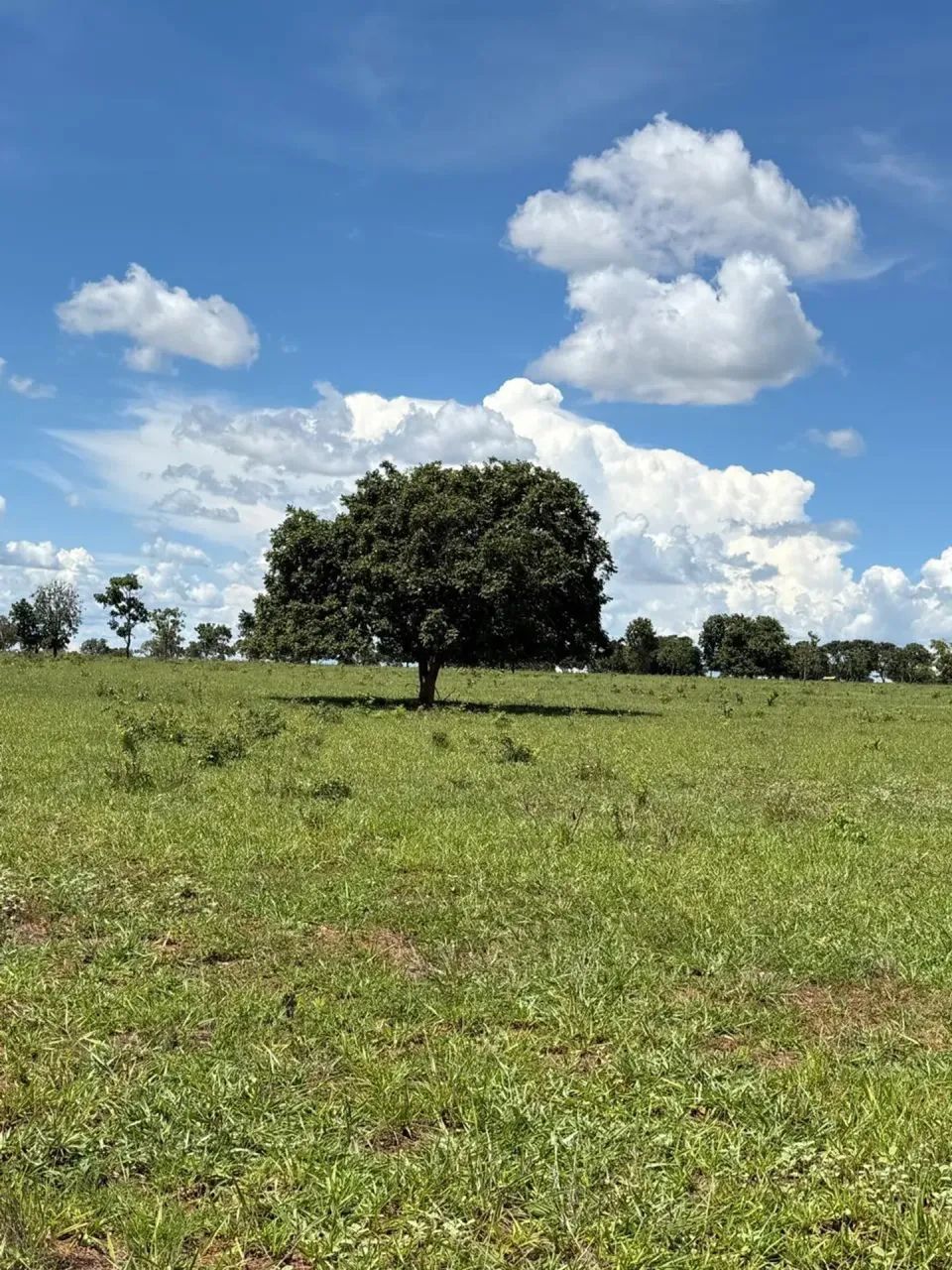 Fazenda Camapua - MS