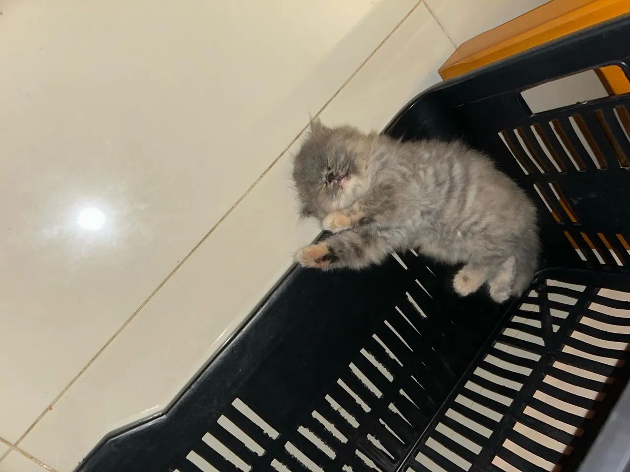 Gato persa  - Foto 3