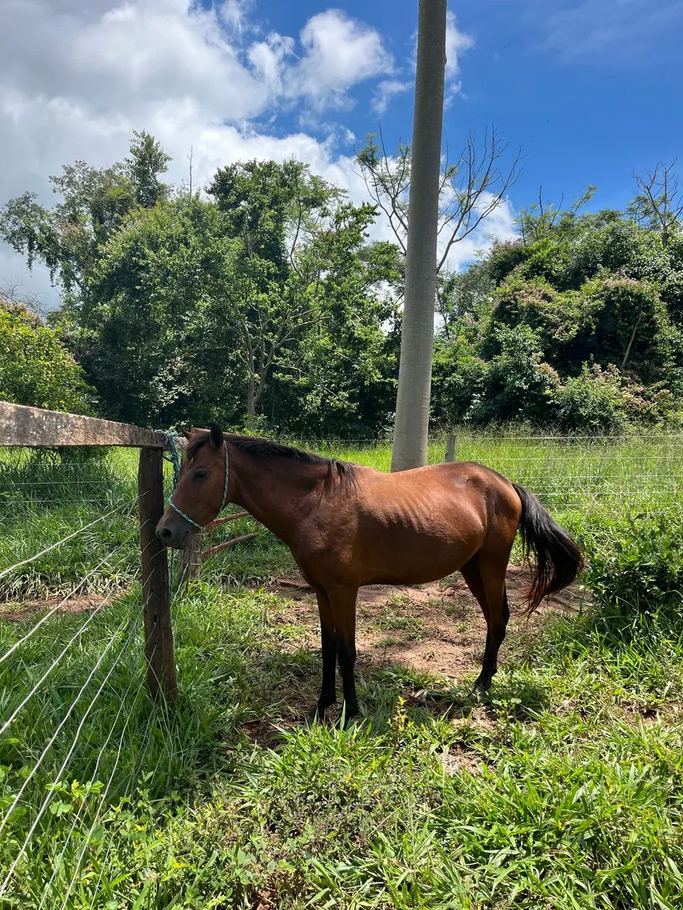 VENDO CAVALO MARCHADOR  - Foto 3