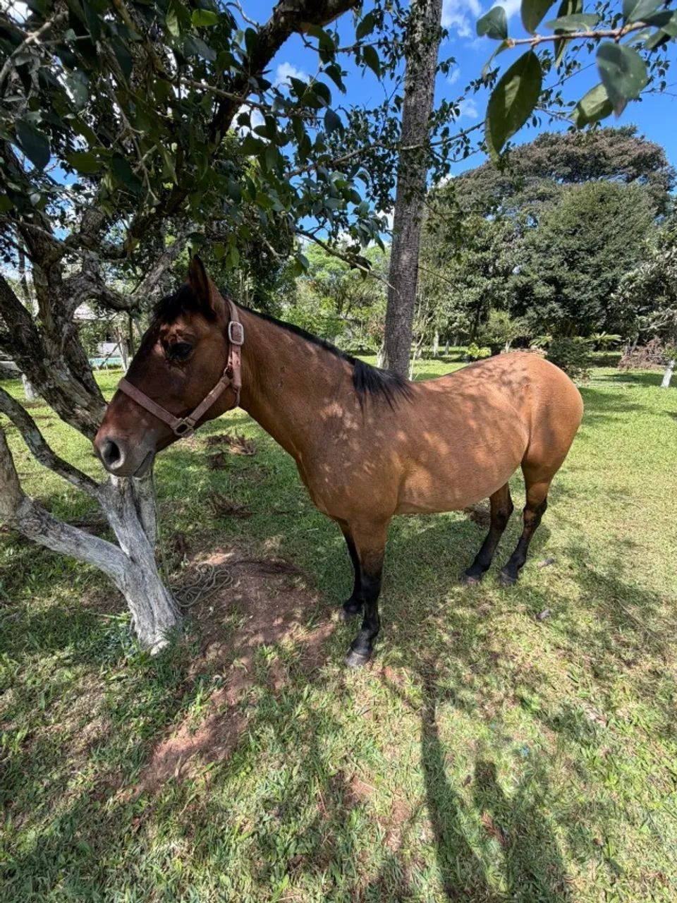 Égua crioula gateada, mansa, bem domada, linda e jovem - Foto 3