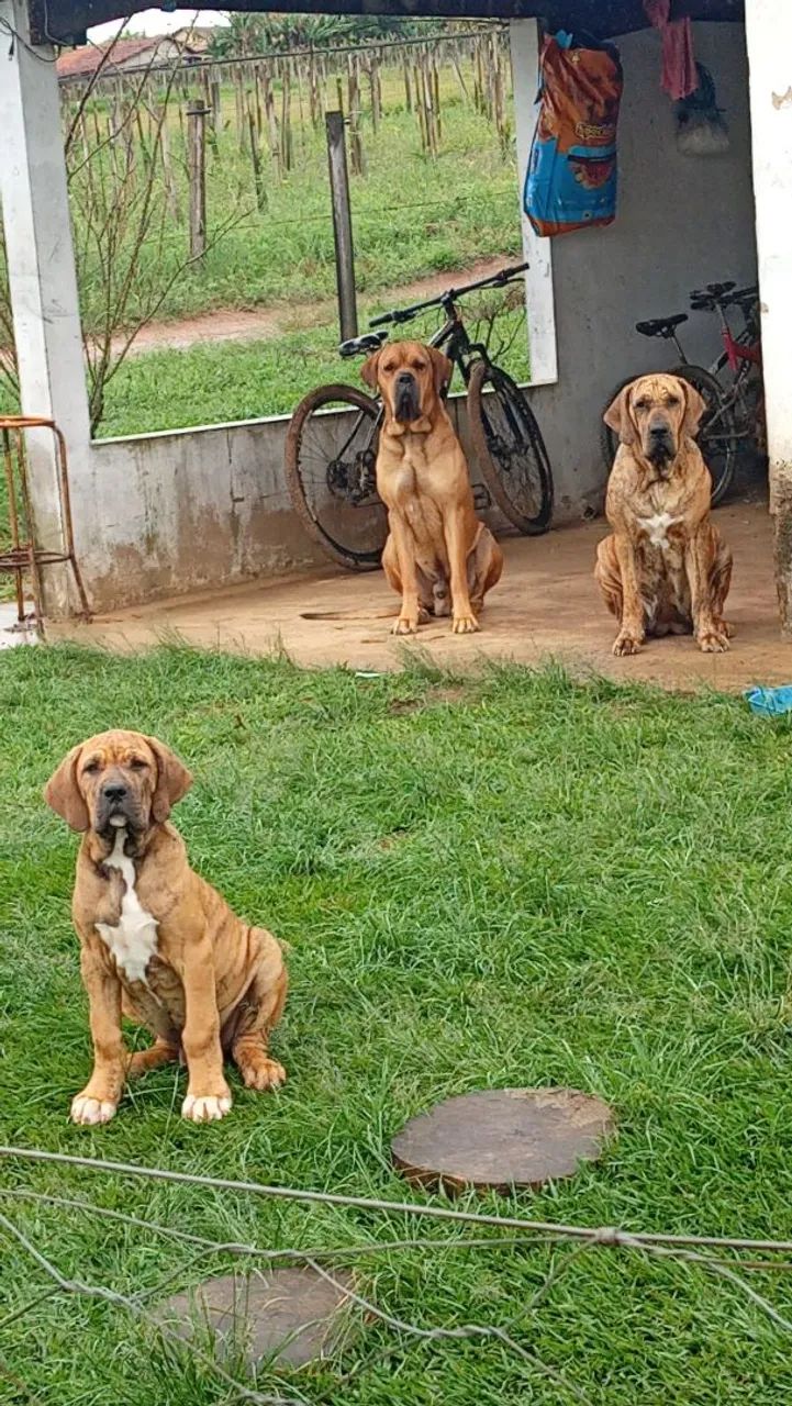 Fila Brasileiro macho 