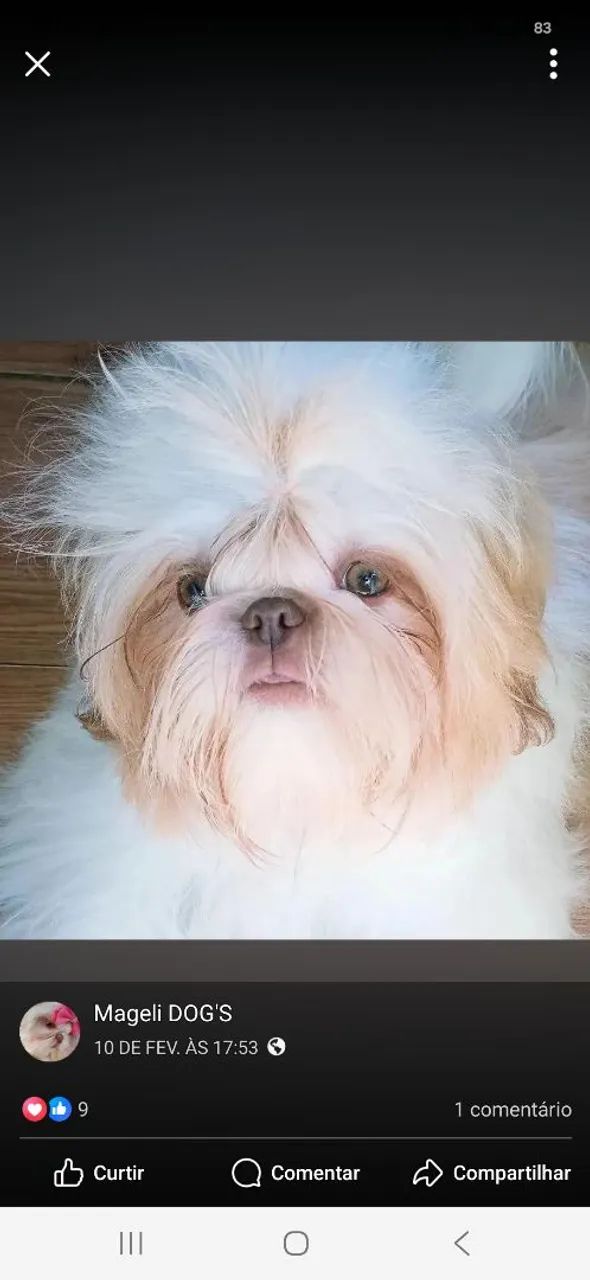 Shih tzu mini macho branco  - Foto 2