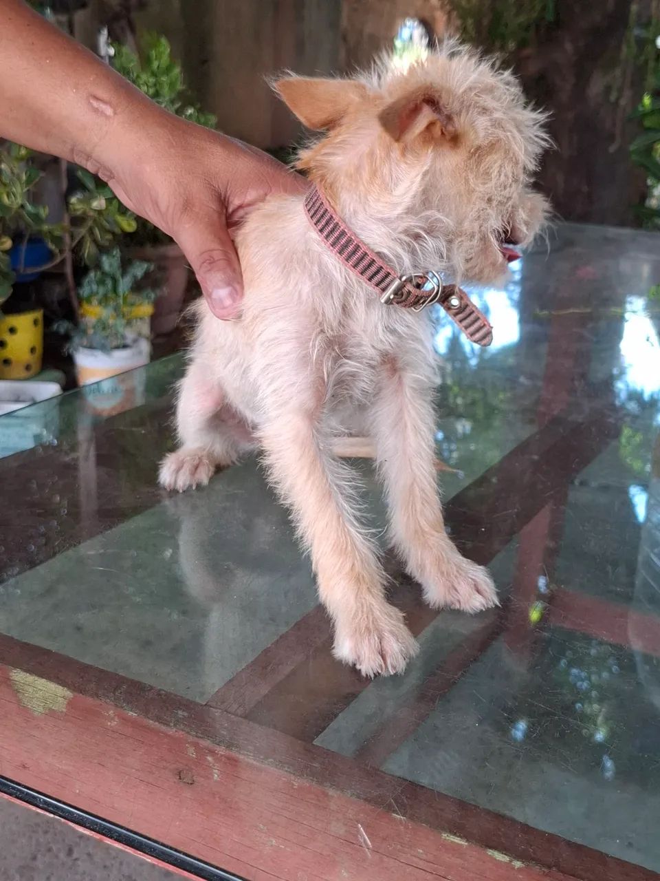 Vende-se filhote de pincher com poodle - Foto 3