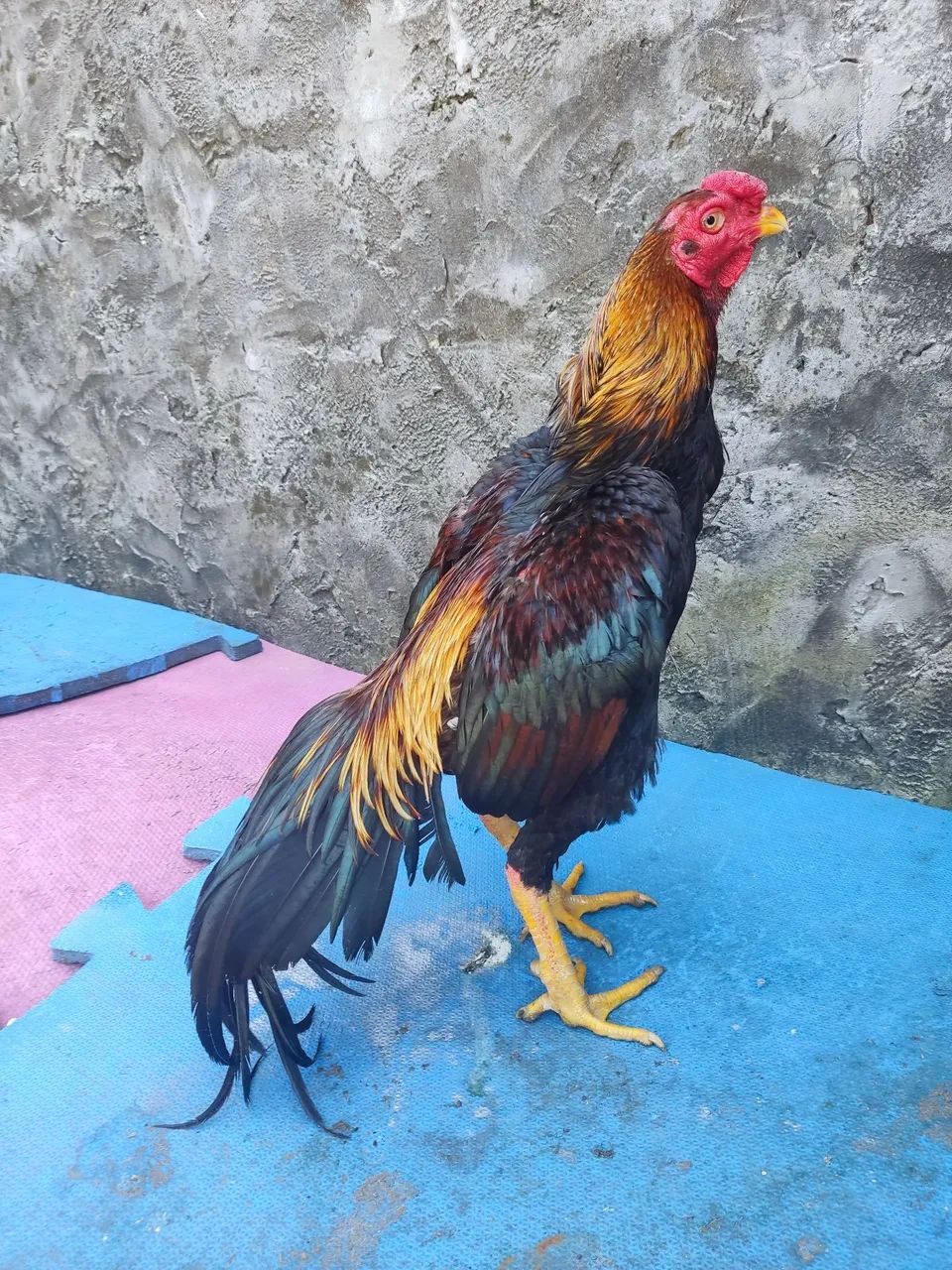 Frango - Foto 3