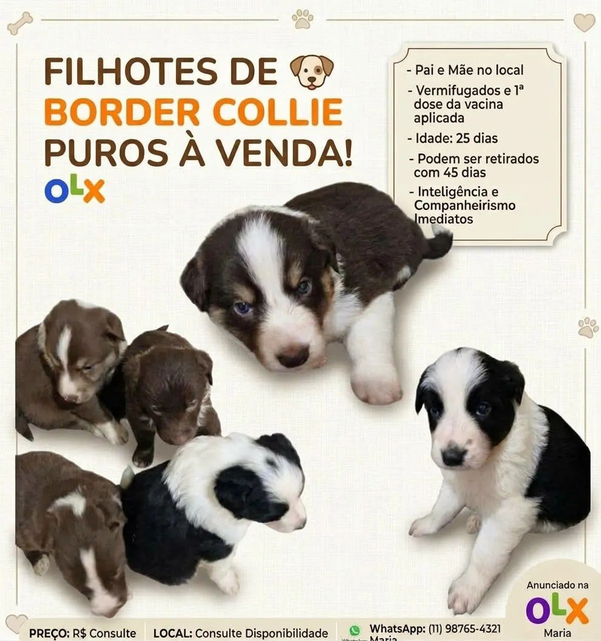 Filhotes de Border Collie Puros - Foto 3