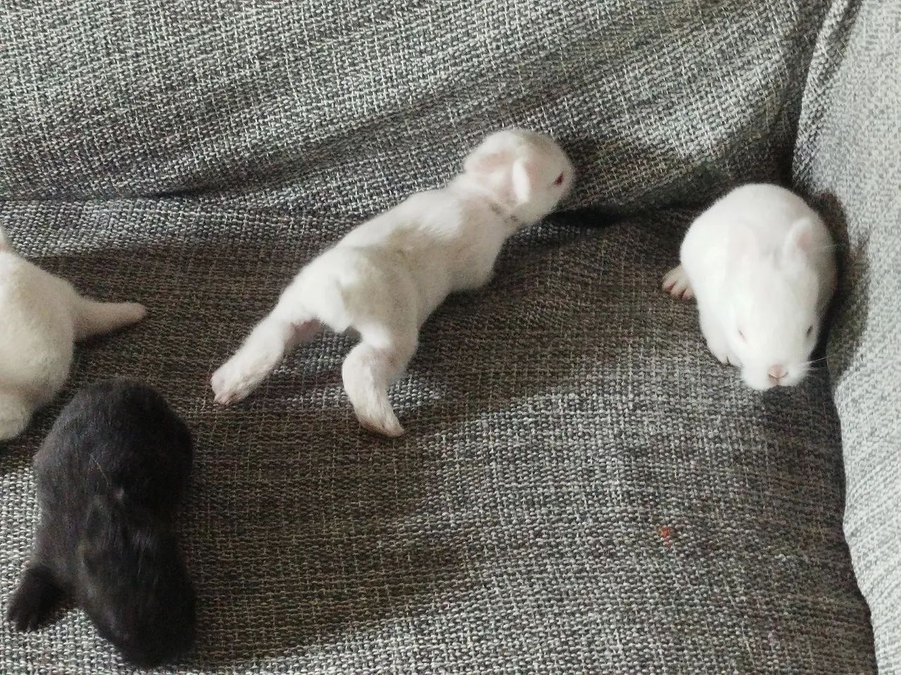 Vendo filhote de coelhos anão Netherlands o menor coelhos do mundo   - Foto 2
