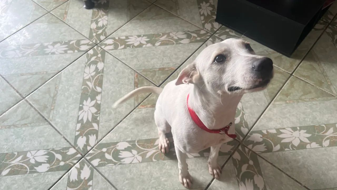 cachorro - Foto 2
