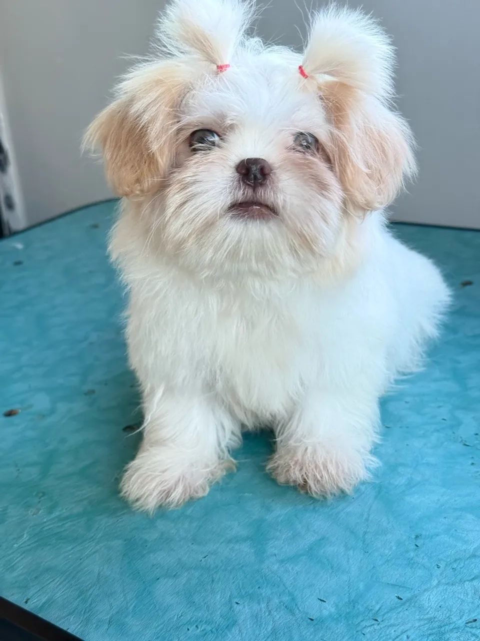 Cachorro  - Foto 4