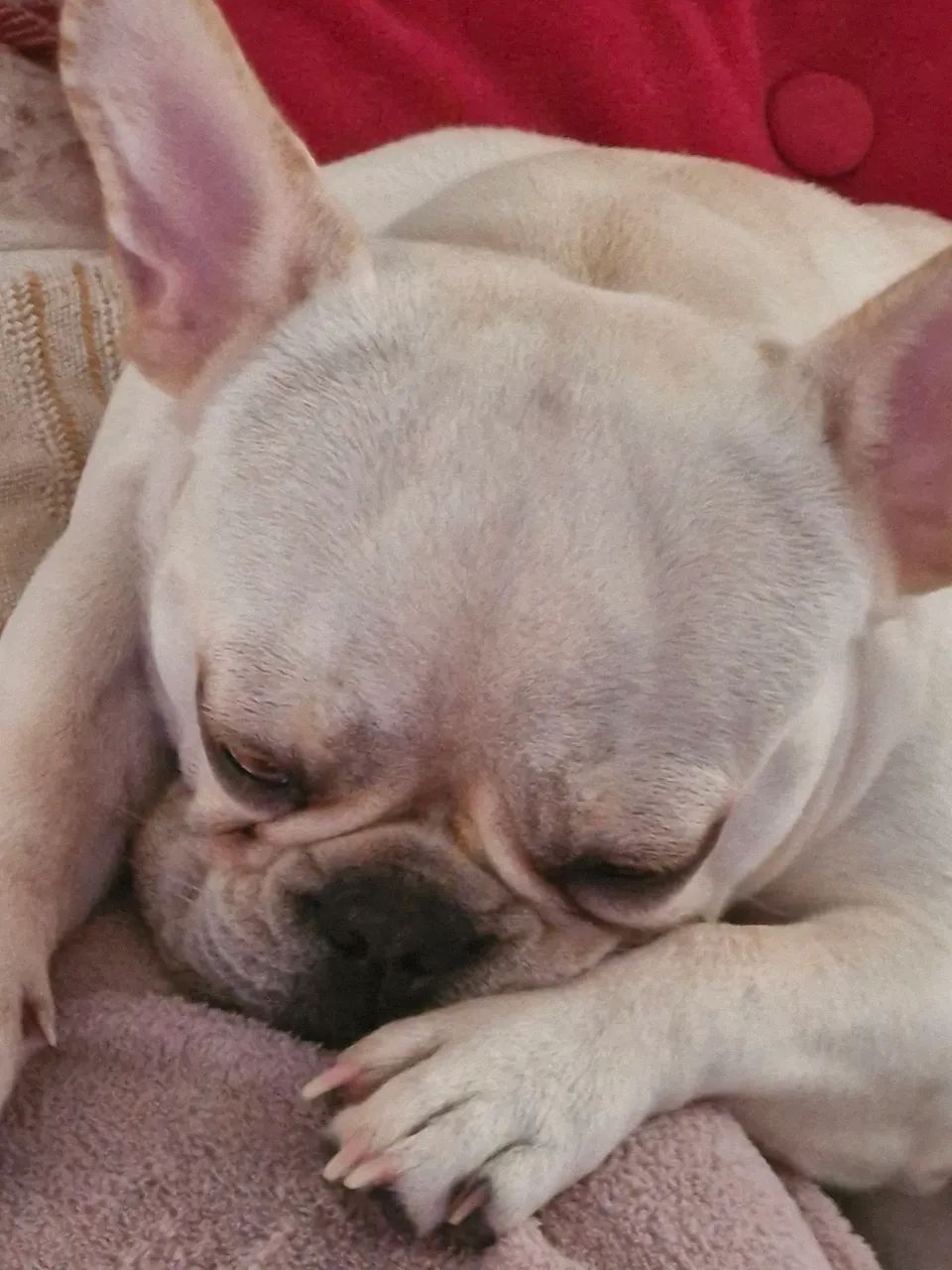Bulldog francês 