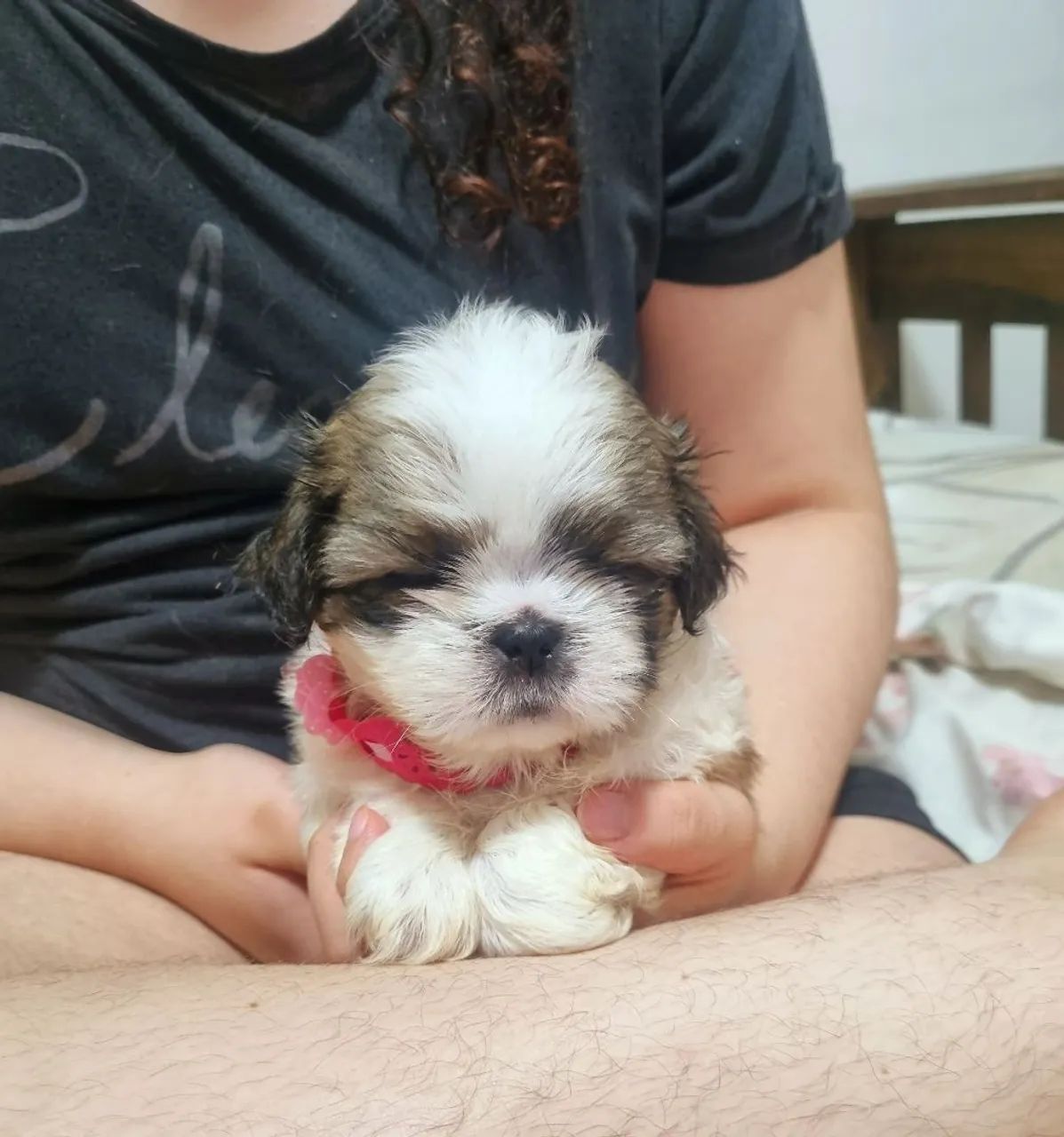 Shit Zu Fêmea e Machinho Mini  - Foto 2
