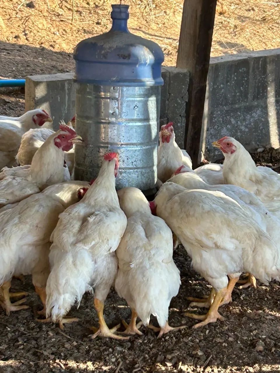 Frango de corte - Foto 4
