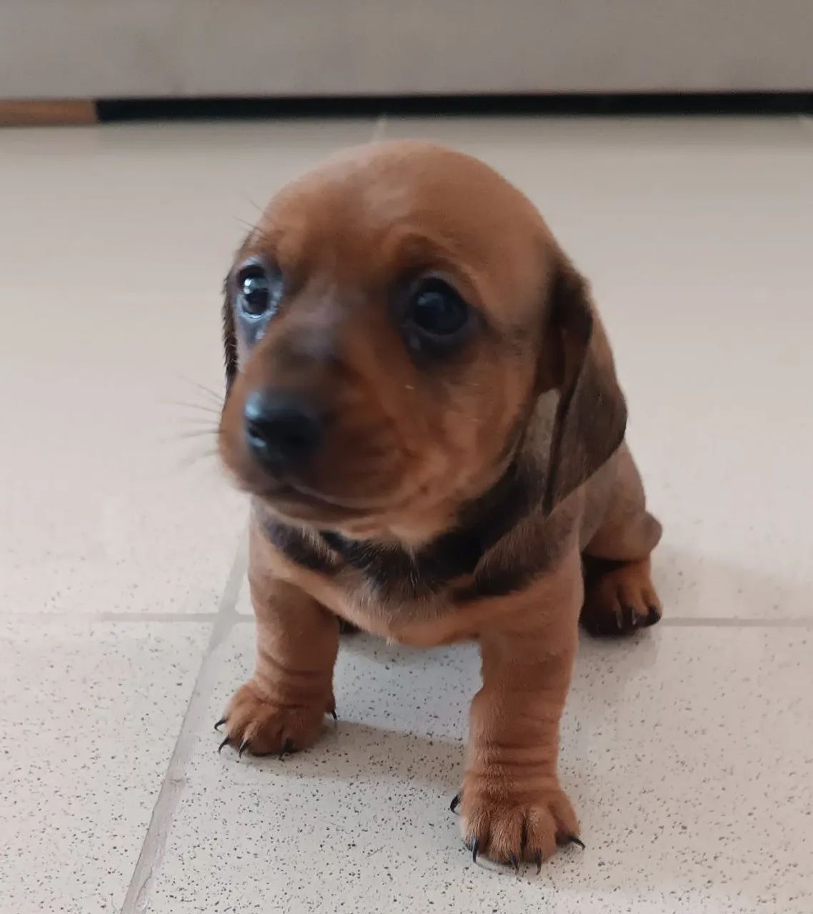 Filhote Dachshund Fêmea 