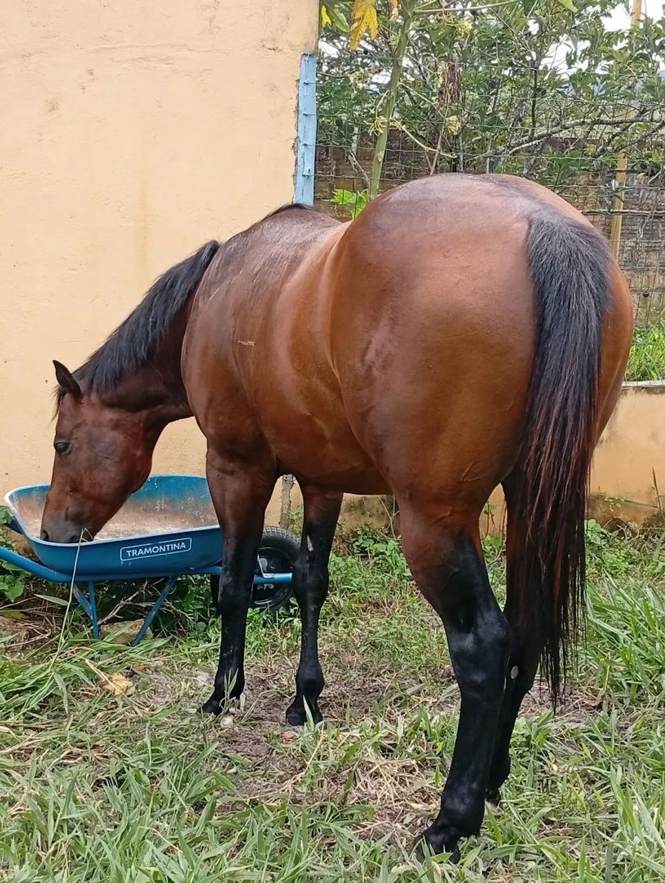 Cavalo QM PO - Foto 4