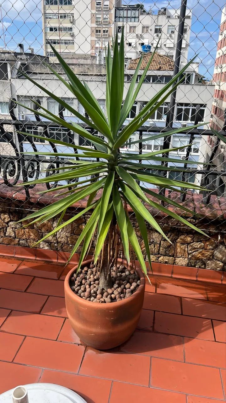 Vaso com planta 
