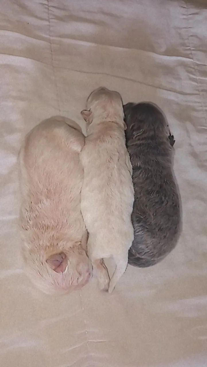 Chowchow filhote. - Foto 5