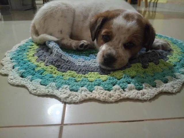 Doa-se filhote de cachorro - Foto 3