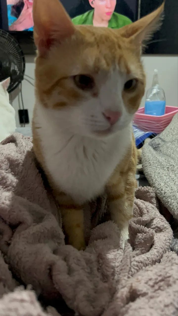 GATO LARANJA - Foto 3