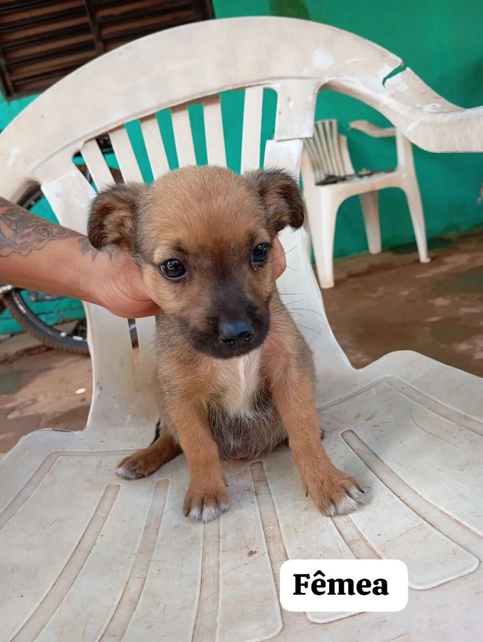 Cachorro  - Foto 2