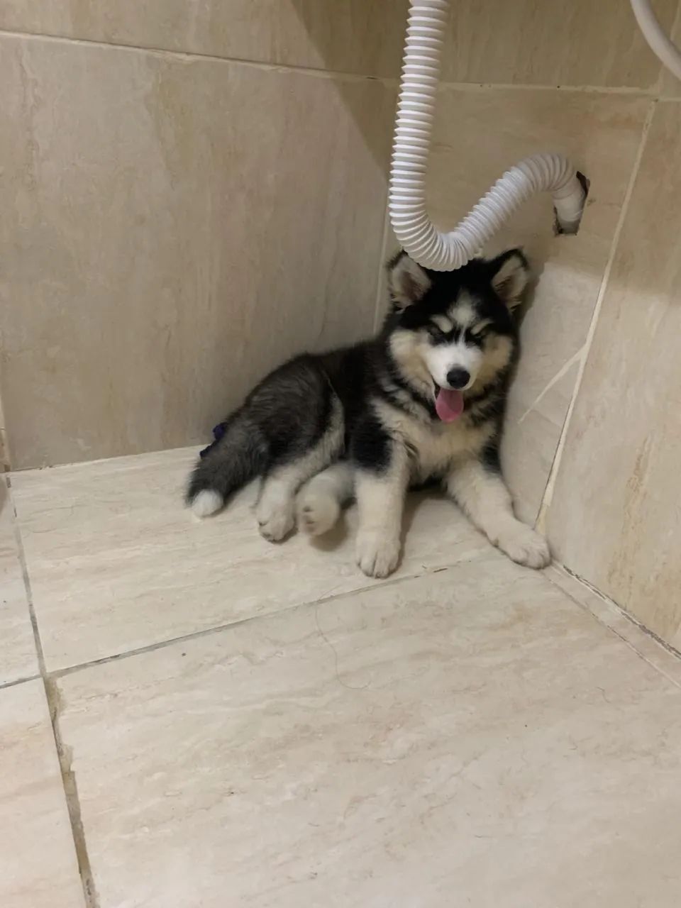 Husky siberiano  - Foto 2