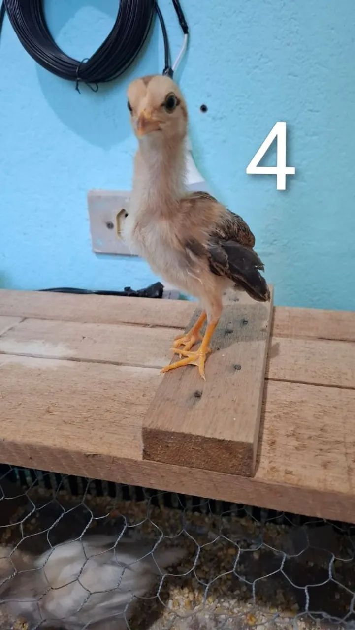 Pintinho caipira  - Foto 4
