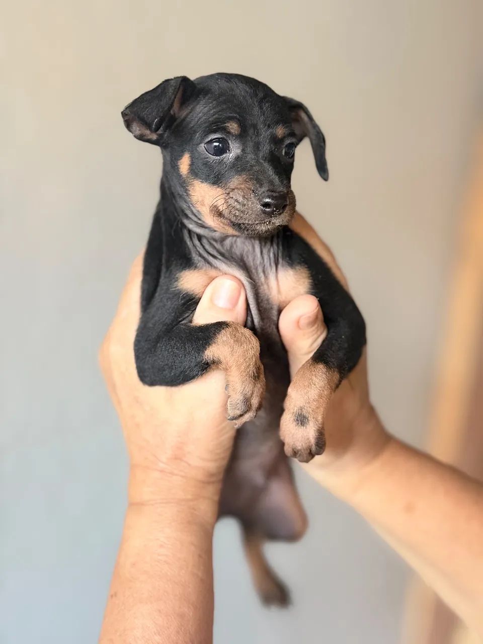 Cachorro pinscher - Foto 2