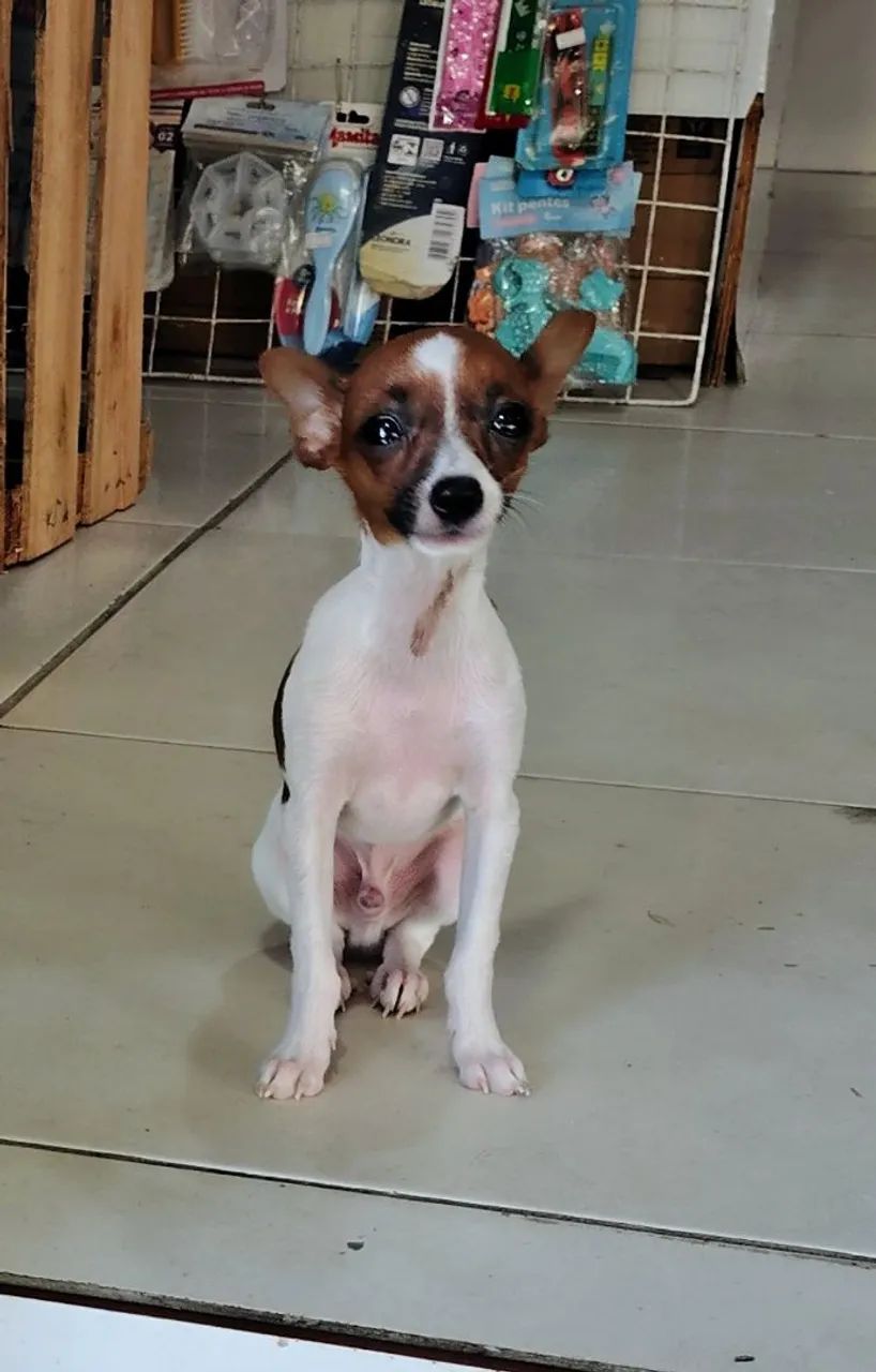 cachorro  - Foto 3