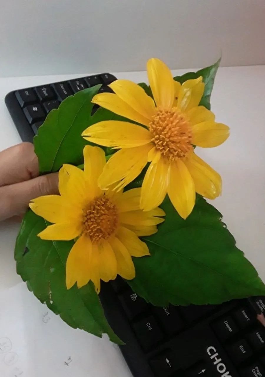 Vagas Padaria