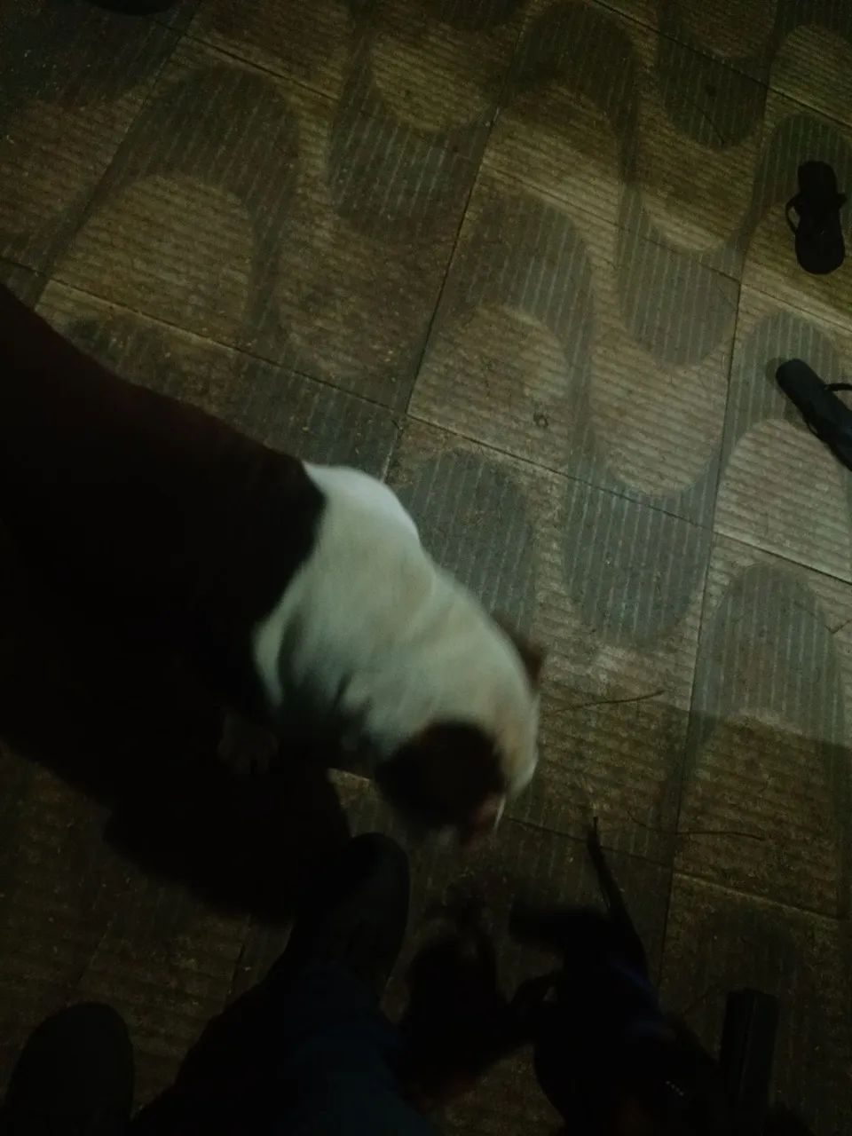 Buldogue Inglês - Foto 4