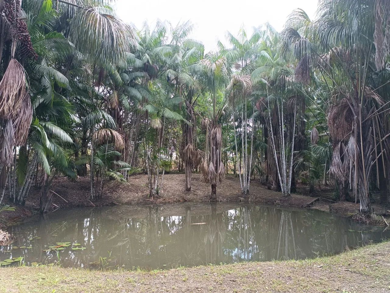 Vendo sítio em Centro Novo do Maranhão  - Foto 3