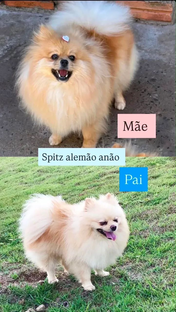 Vendo split alemão - Foto 2