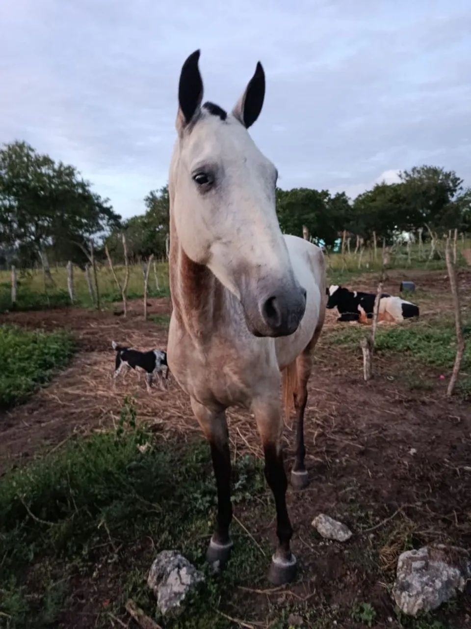 Potra - Foto 4