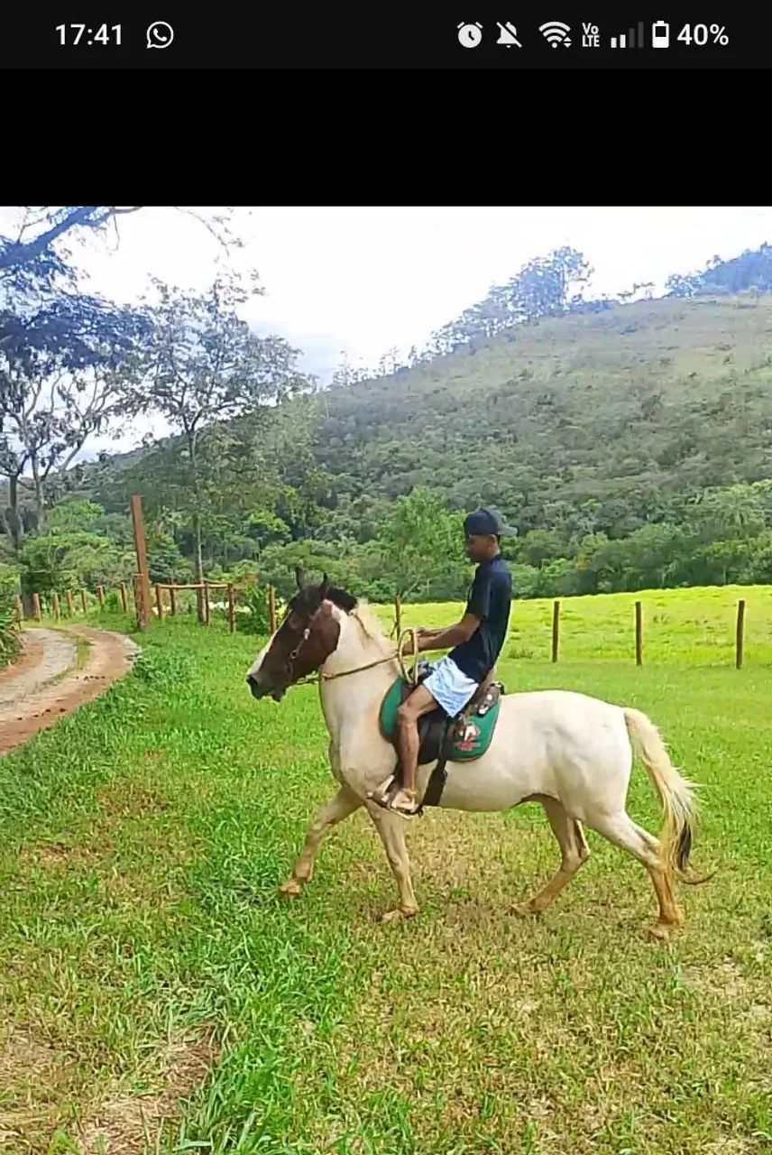 Cavalo manga larga  - Foto 2