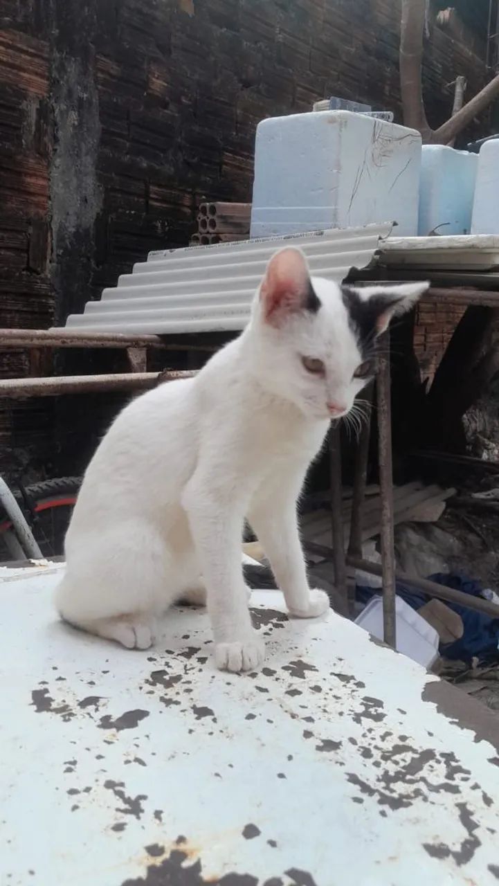 Adoção  - Foto 3