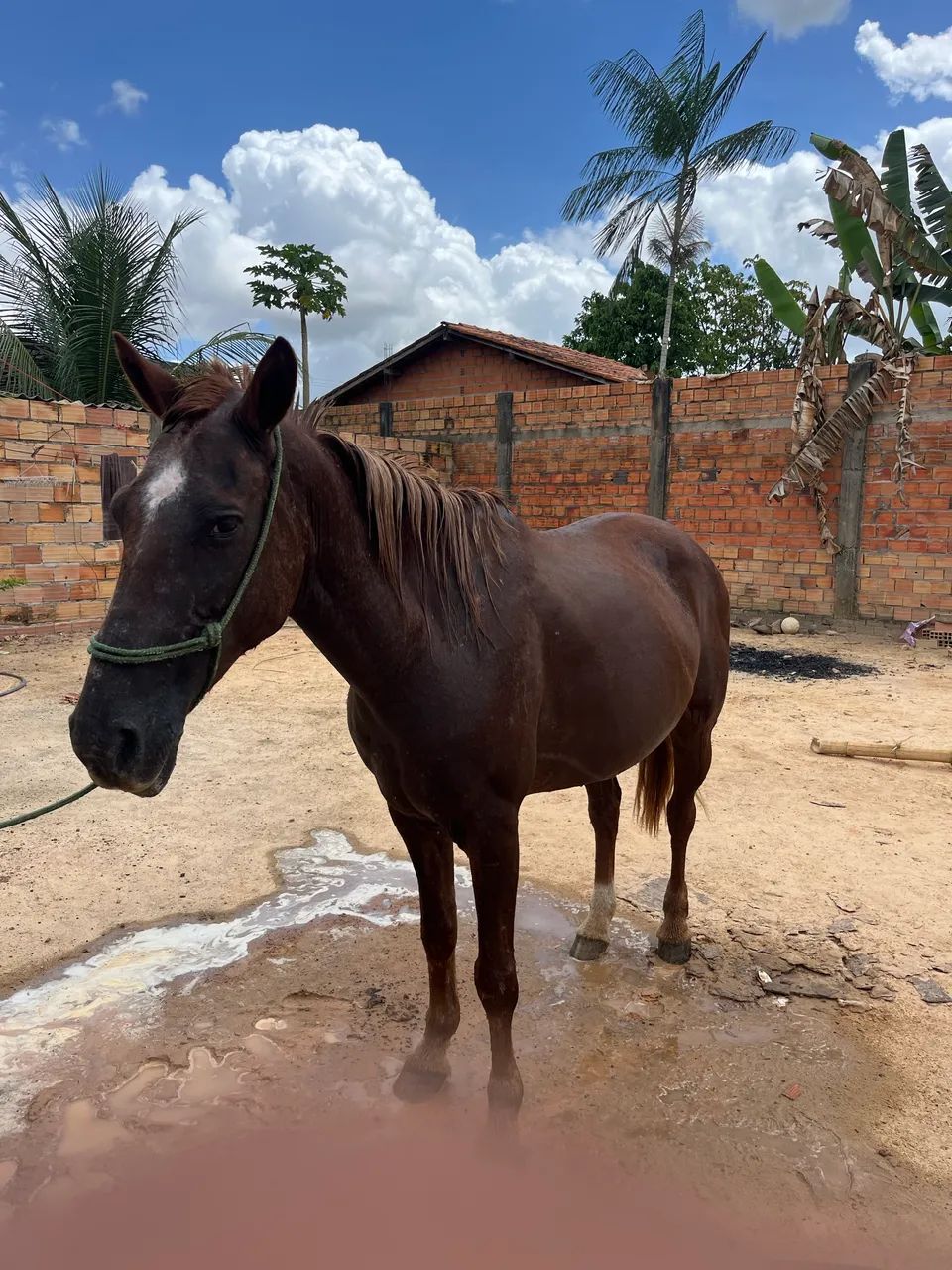 Égua pra vender  - Foto 3