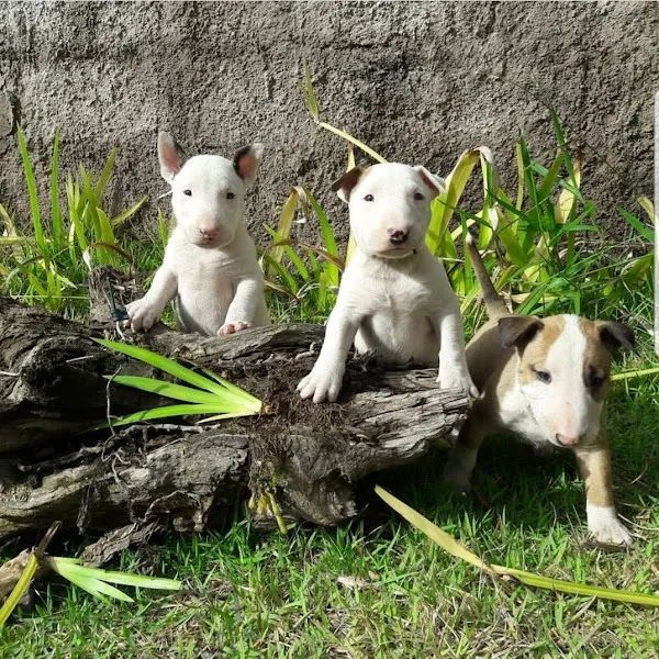 Bull Terrier Inglês - Foto 2