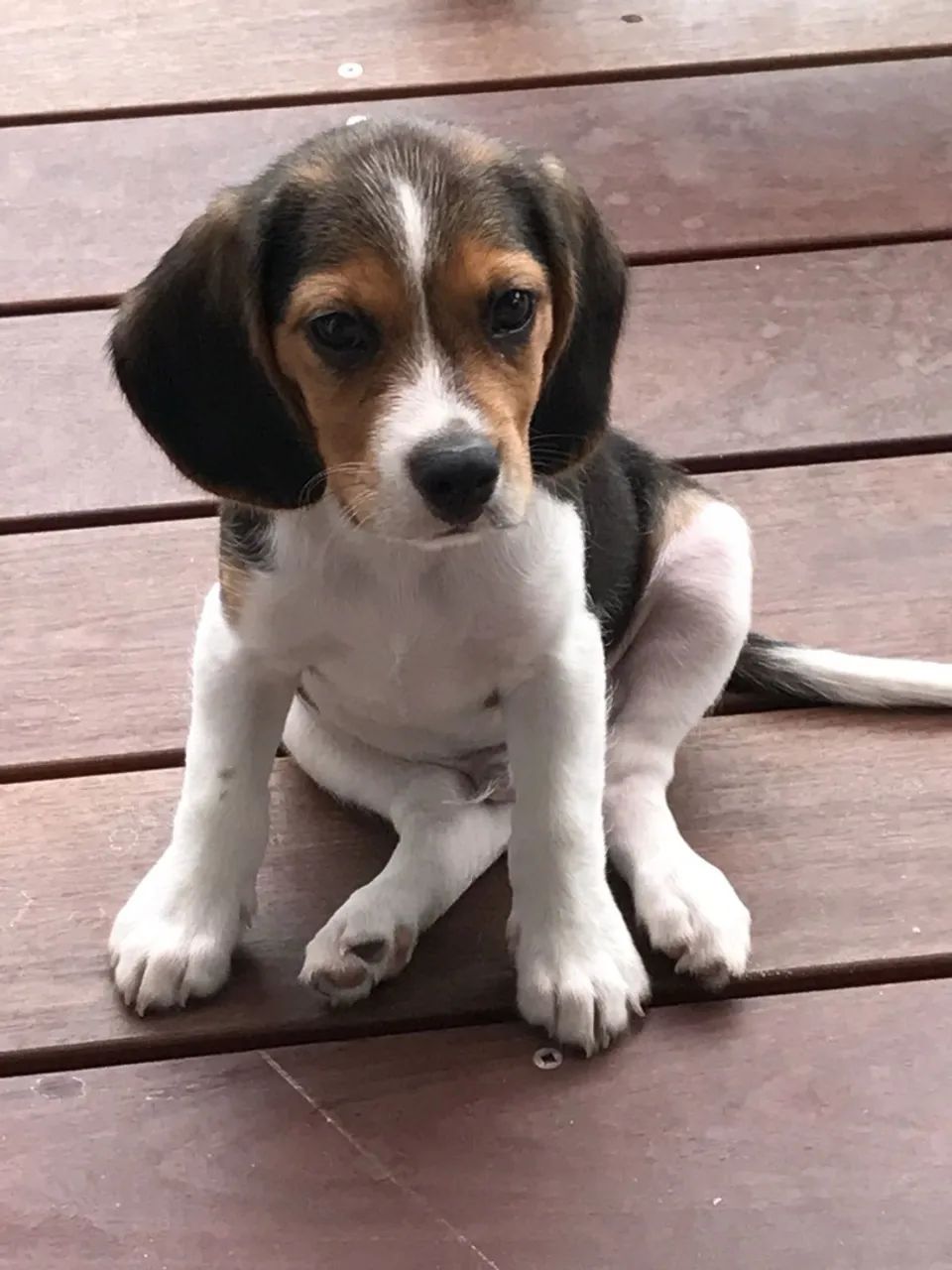 Filhotes de Beagle Incríveis  - Foto 5
