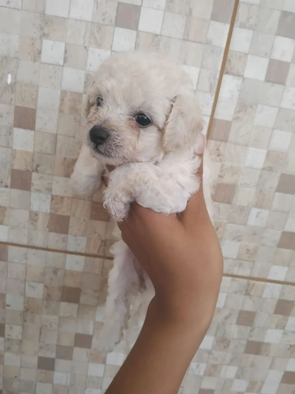 Cachorra Poodle  - Foto 2