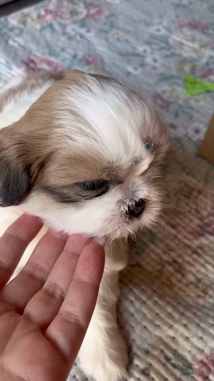 Shihtzu fêmea  - Foto 3