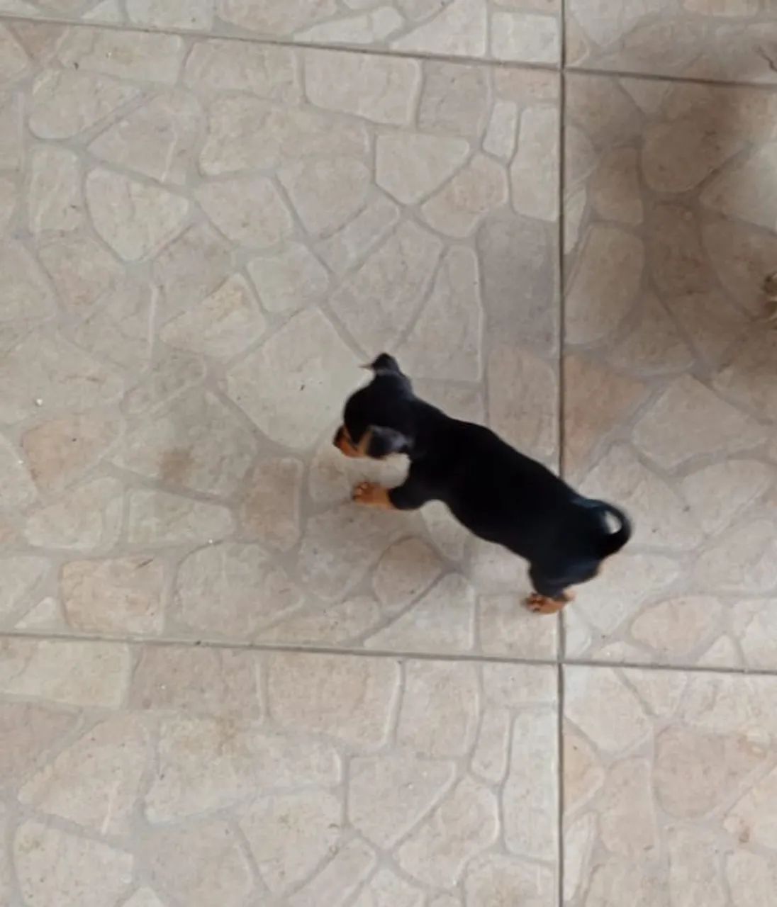 Pinscher macho n 0 - Foto 5