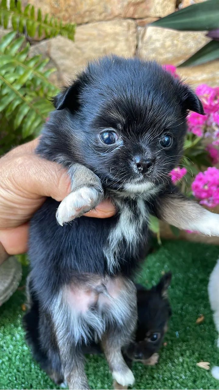 Chihuahua seleção genética 