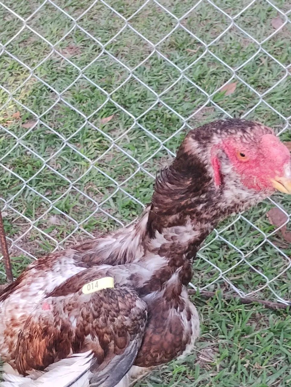 Frango Calcuta puro.