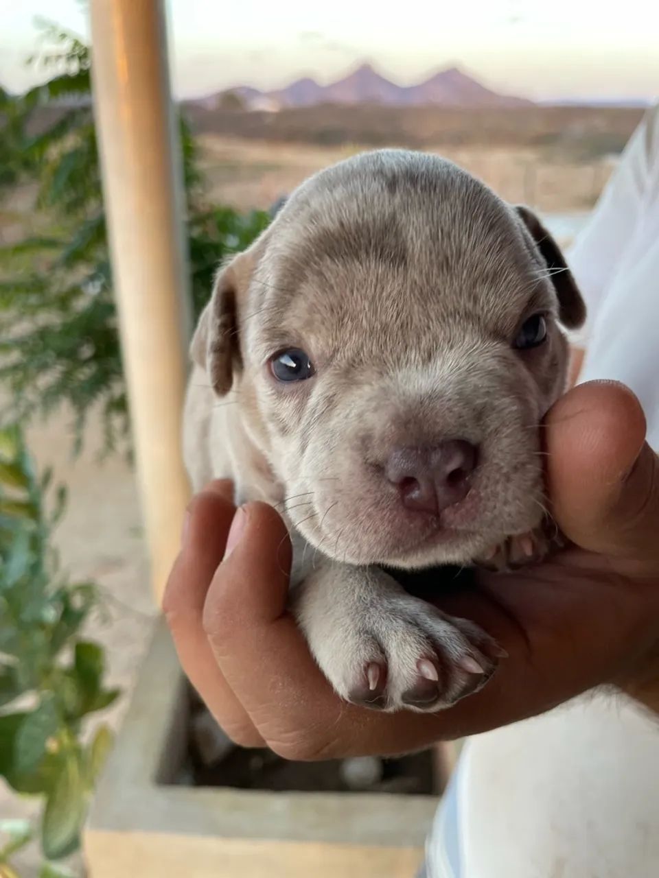 FILHOTES AMERICAN BULLY - Foto 4