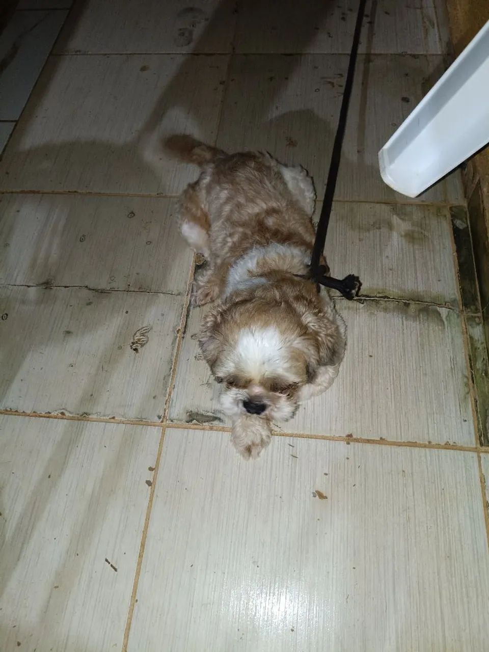Cachorro  - Foto 4