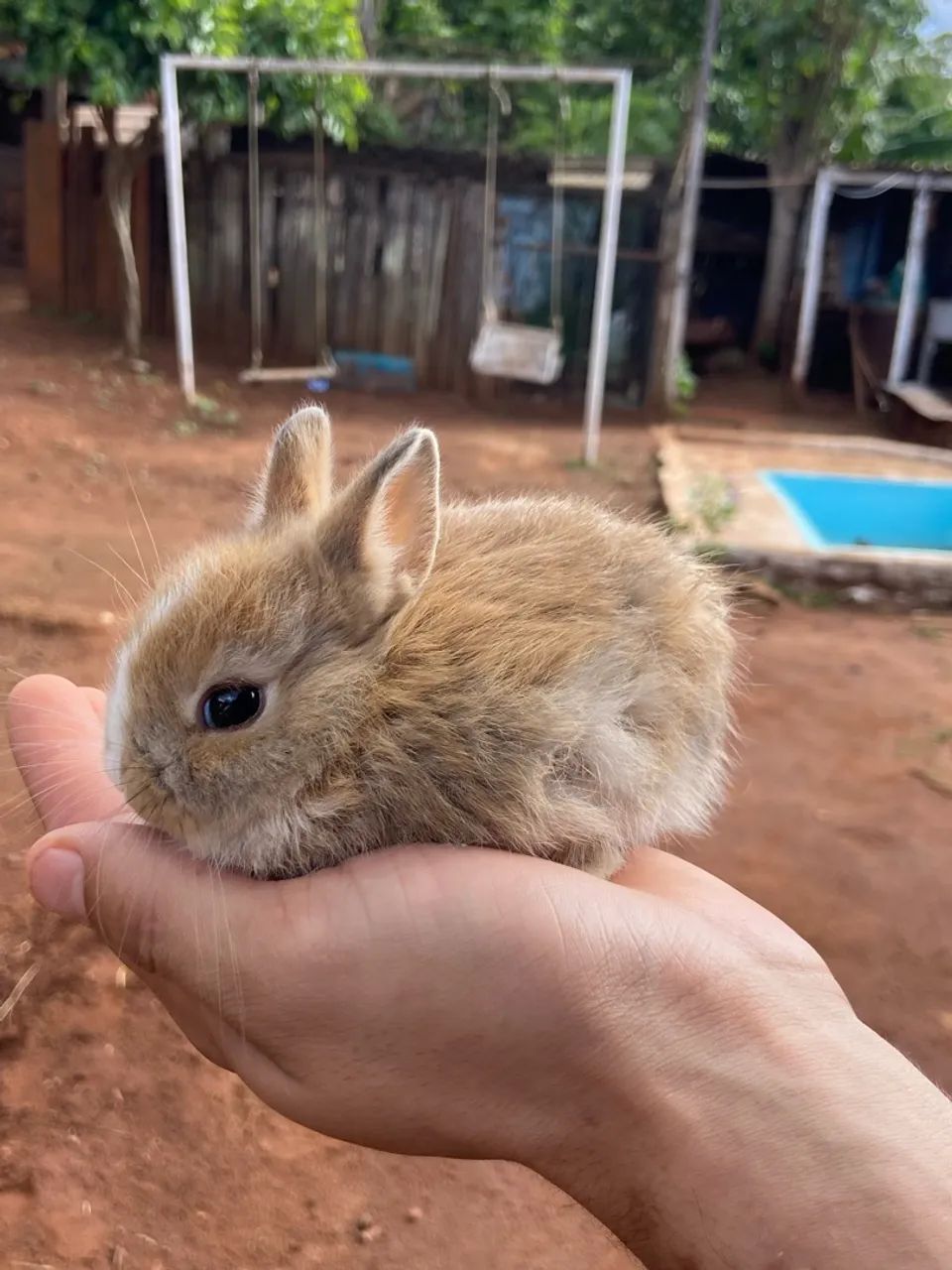 Mini coelho - Foto 2