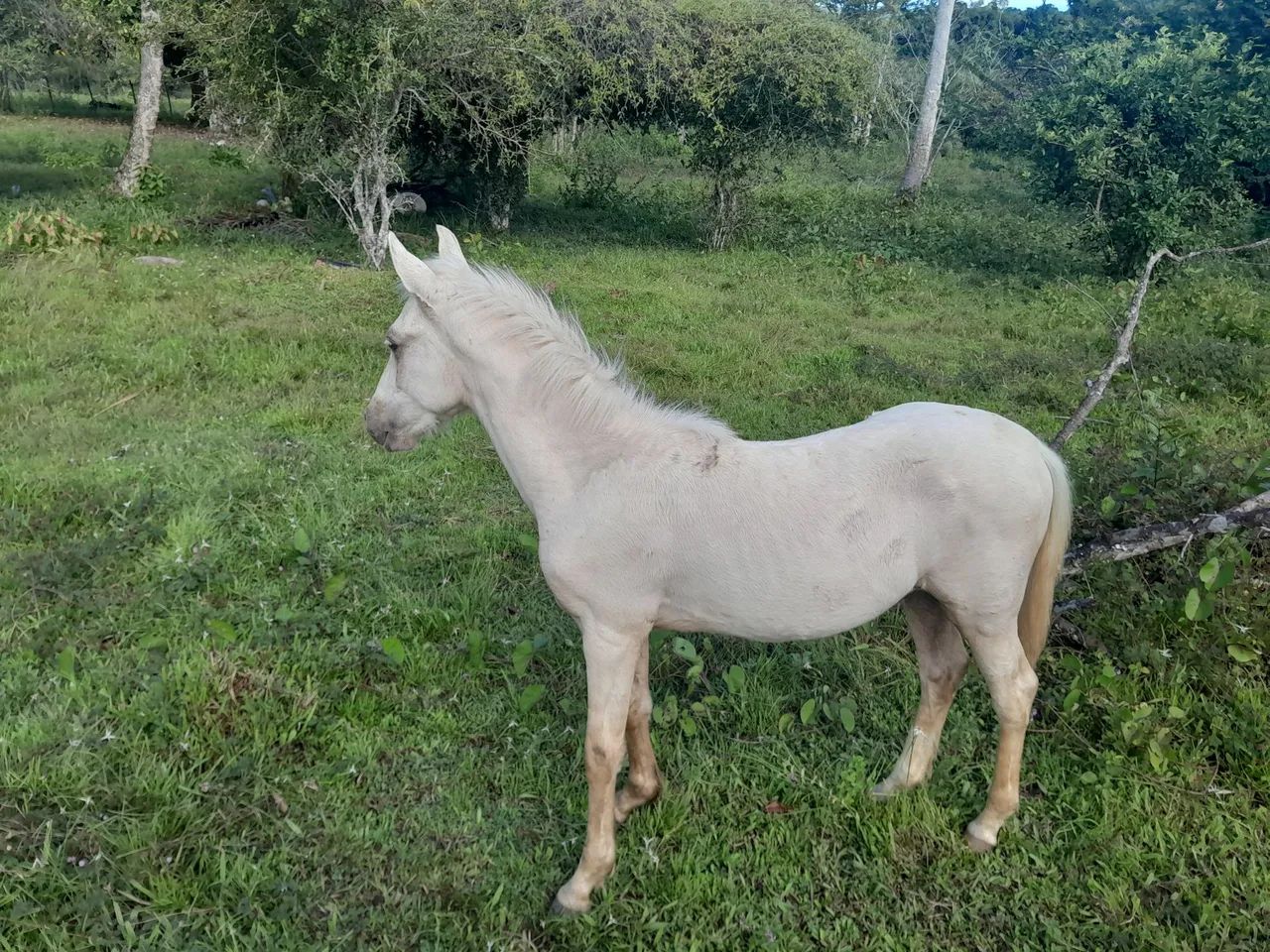Potro Mangalarga 