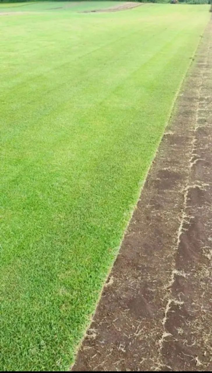 Grama esmeralda  - Foto 6