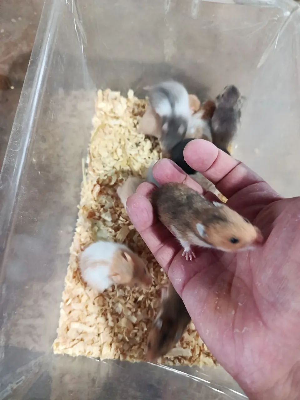 Hamster