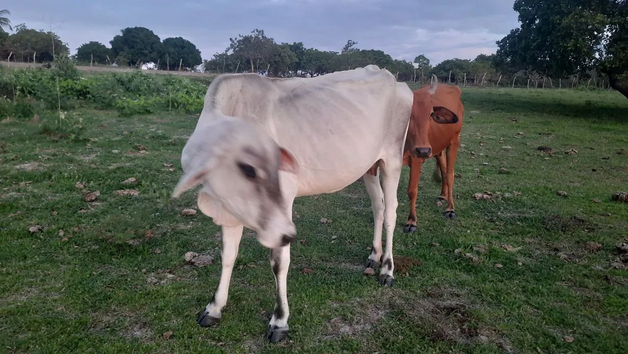 VACA NELORE COM TABAPUÃ PRA VENDER - Foto 4