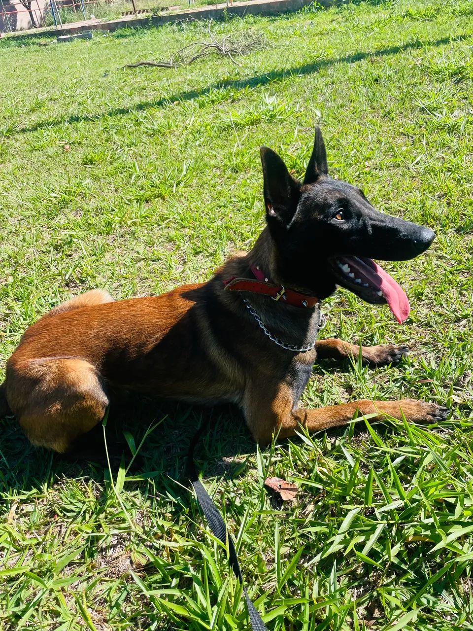 Pastor belga malinois  - Foto 3