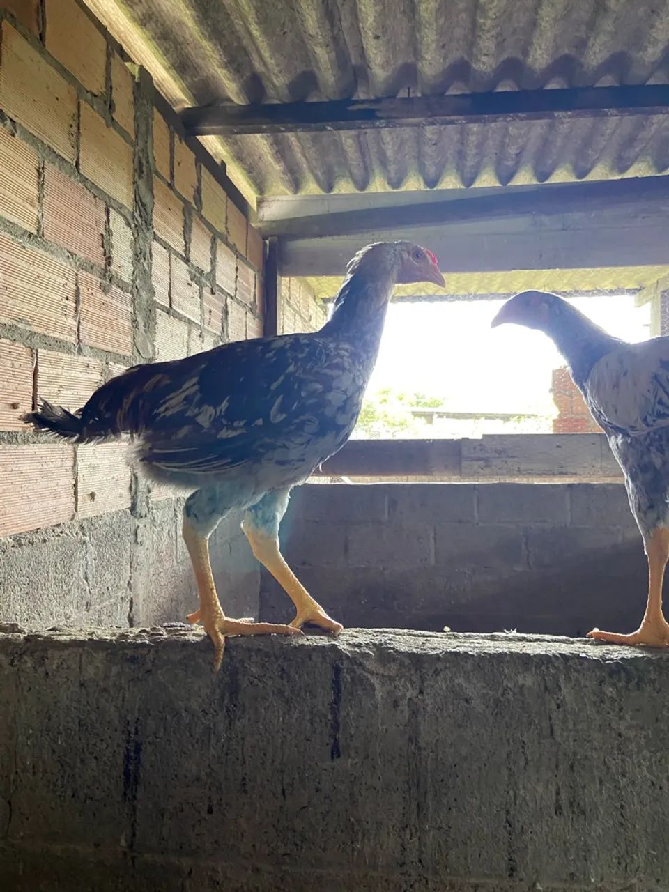 Frango e frangas caipira  - Foto 4